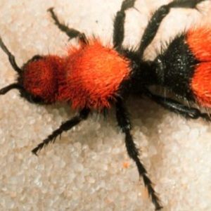 Meet your Posher, Bobby